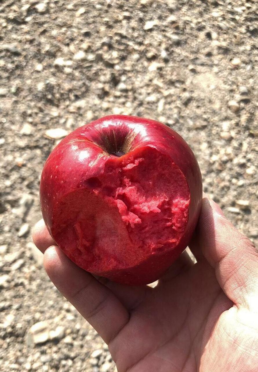 白雪公主的红苹果