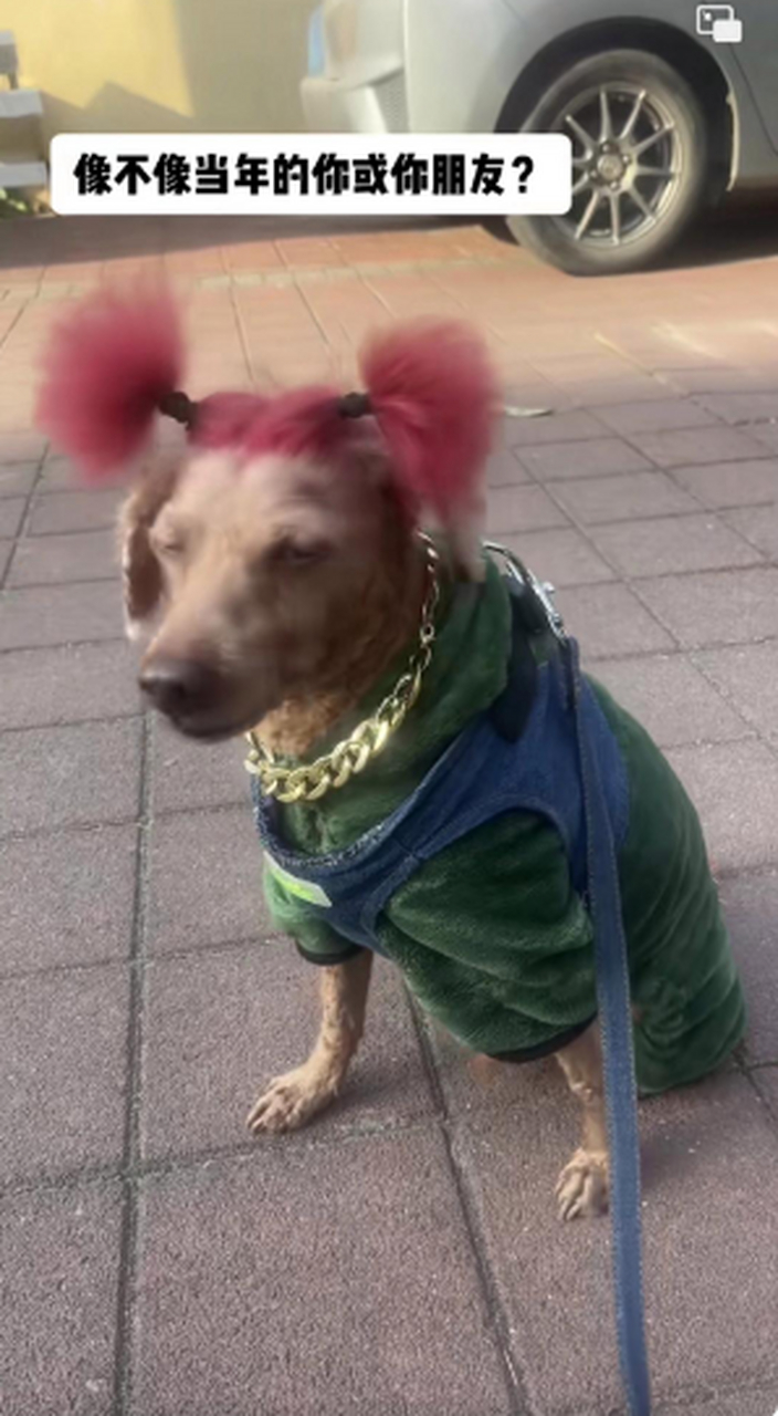 梳着老嫂子的双马尾发型,这小颜色在狗界也是相当炸裂