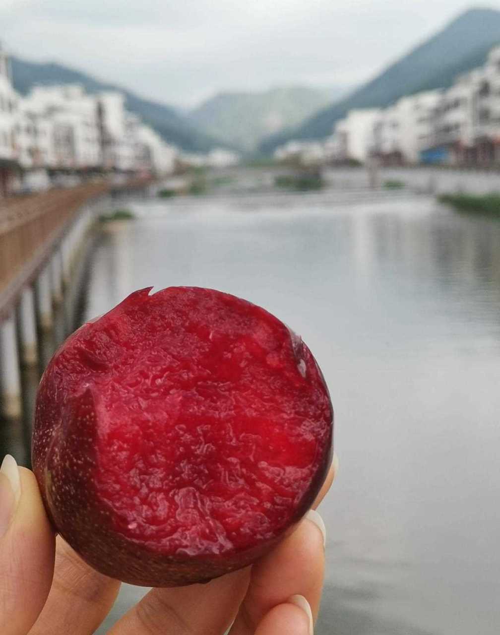 广东信宜钱排三华李是嫁接优化过的三华李.