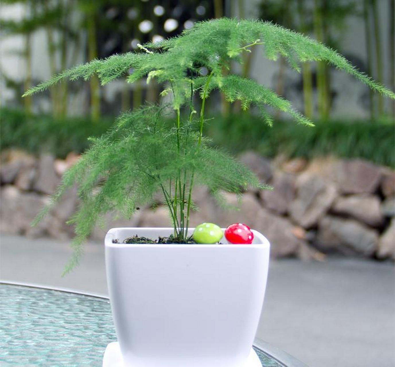 "文竹可以扦插吗"对于这个问题,花友们通常争论不休