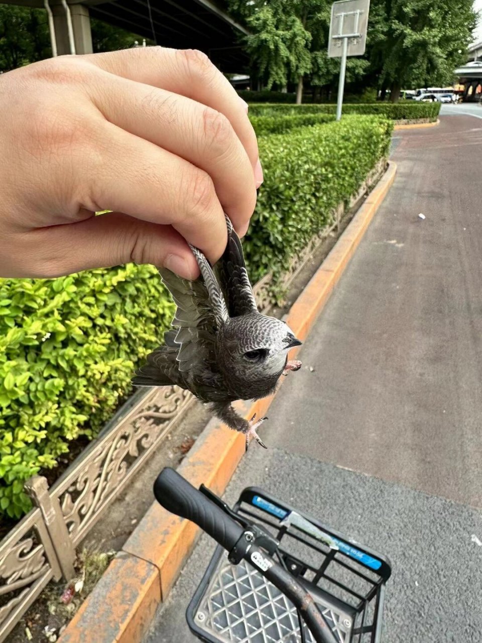 这是什么鸟  亲爱的家人们,我的朋友在下班途中发现了一只受伤的小鸟