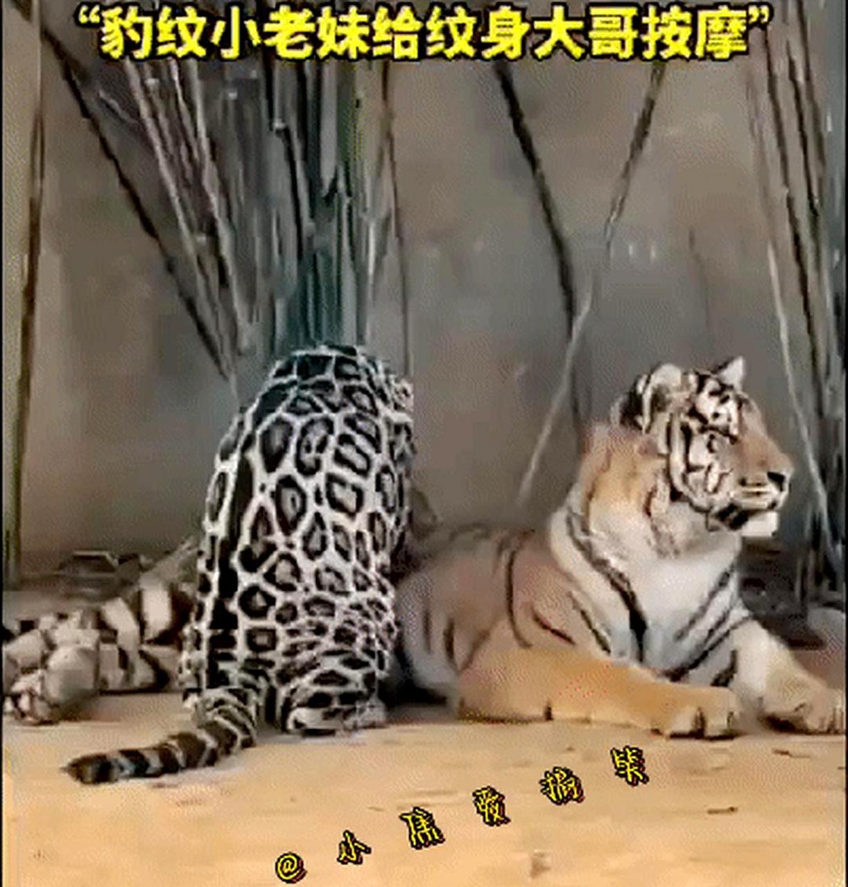 在动物园里,一只"按摩豹"正在为老虎大哥服务,看起来很可怜.