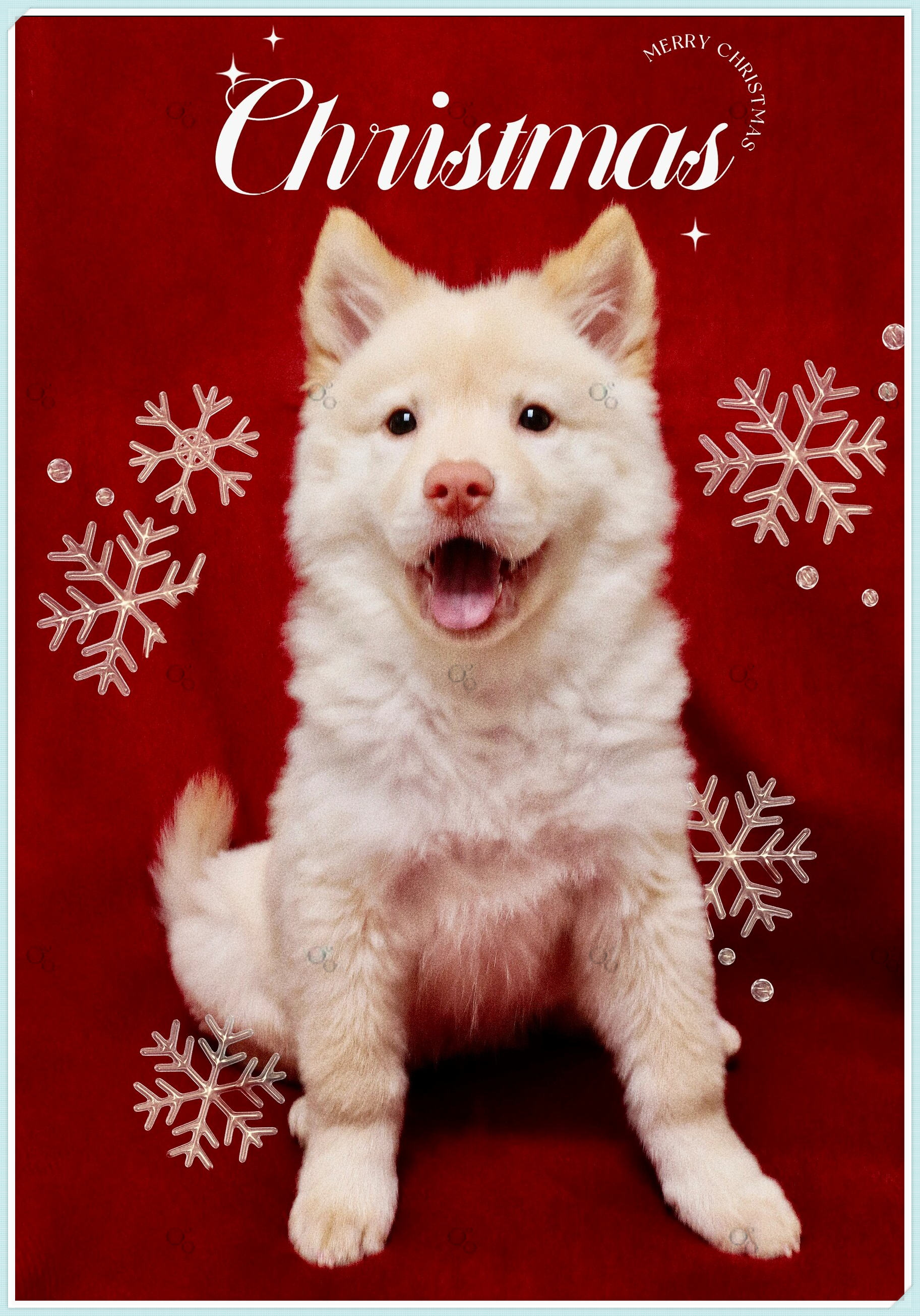 狗狗圣诞写真  给米粒拍了一组照片,唯一的道具是红围巾背景.