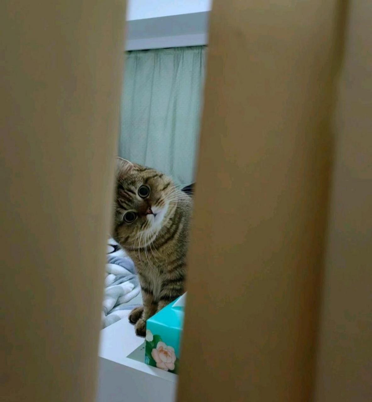 世界上没有比猫更可爱的物种!