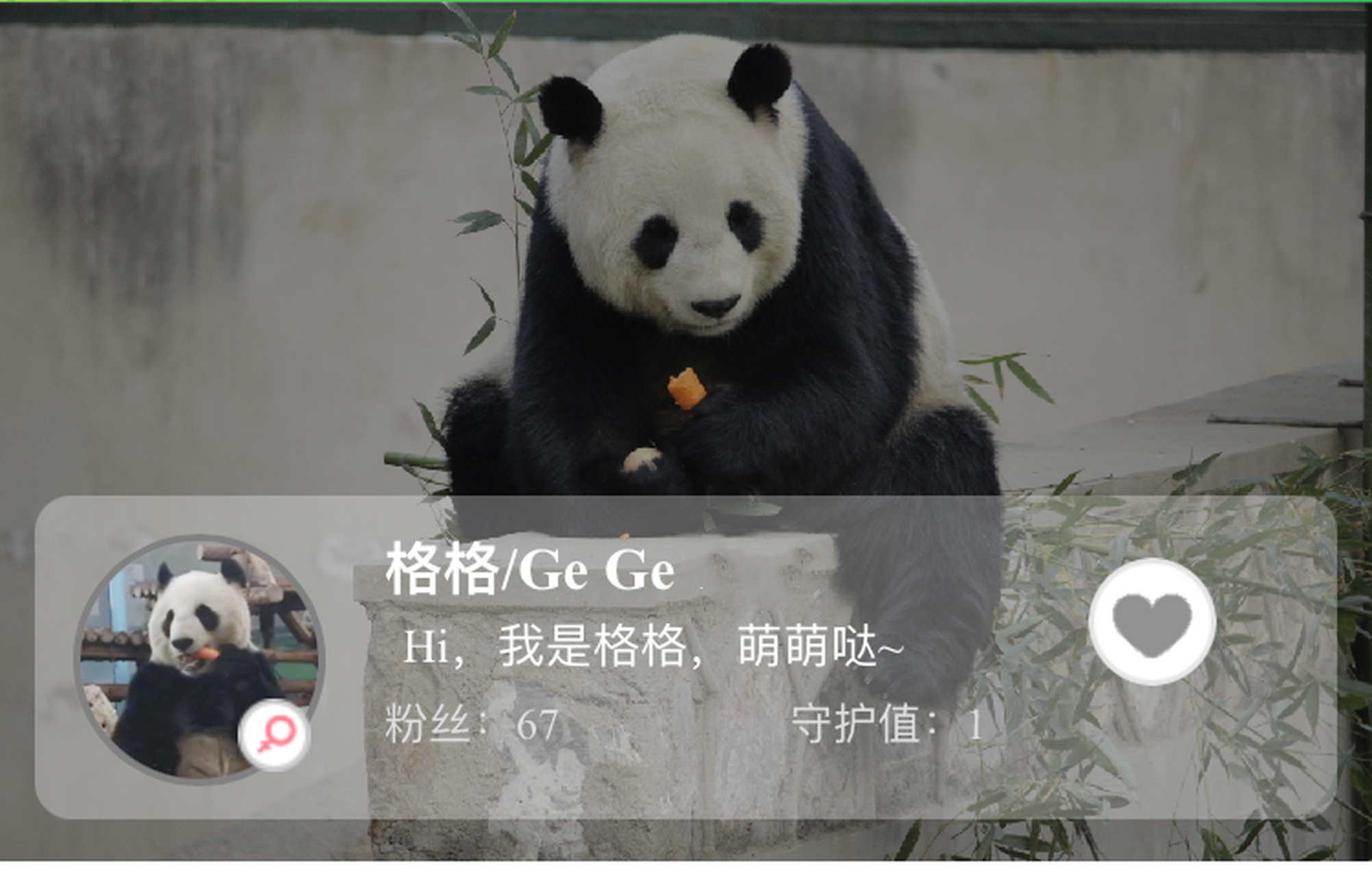 hi 我是熊貓:格格 今年:20歲 現居住在:天津動物園 小兩腳獸看到