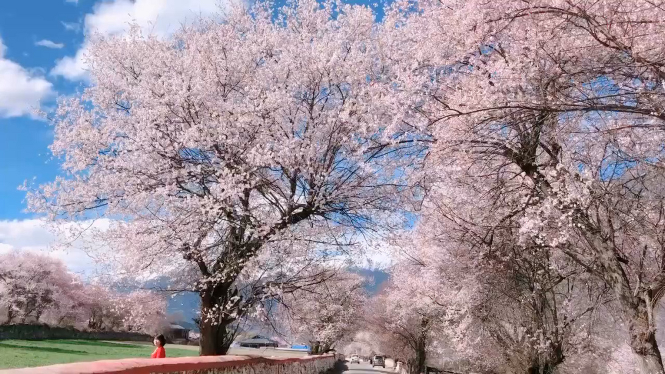 林芝旅游局已经官宣:2021年的桃花节将在3月23日开幕,最佳赏花时间为3