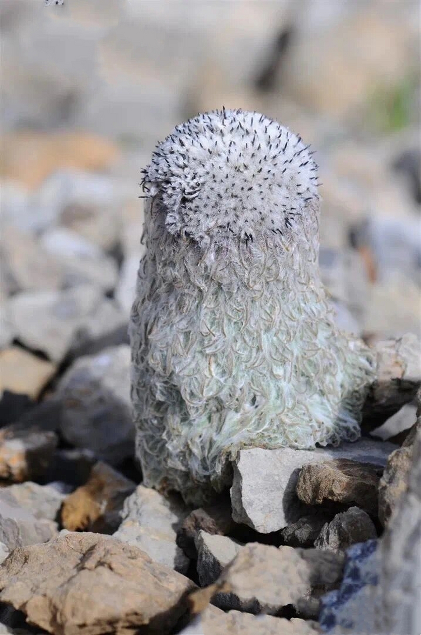 到四姑娘山寻找"水母雪兔子"吧  🐰水母雪兔子是一种奇特可爱的高山