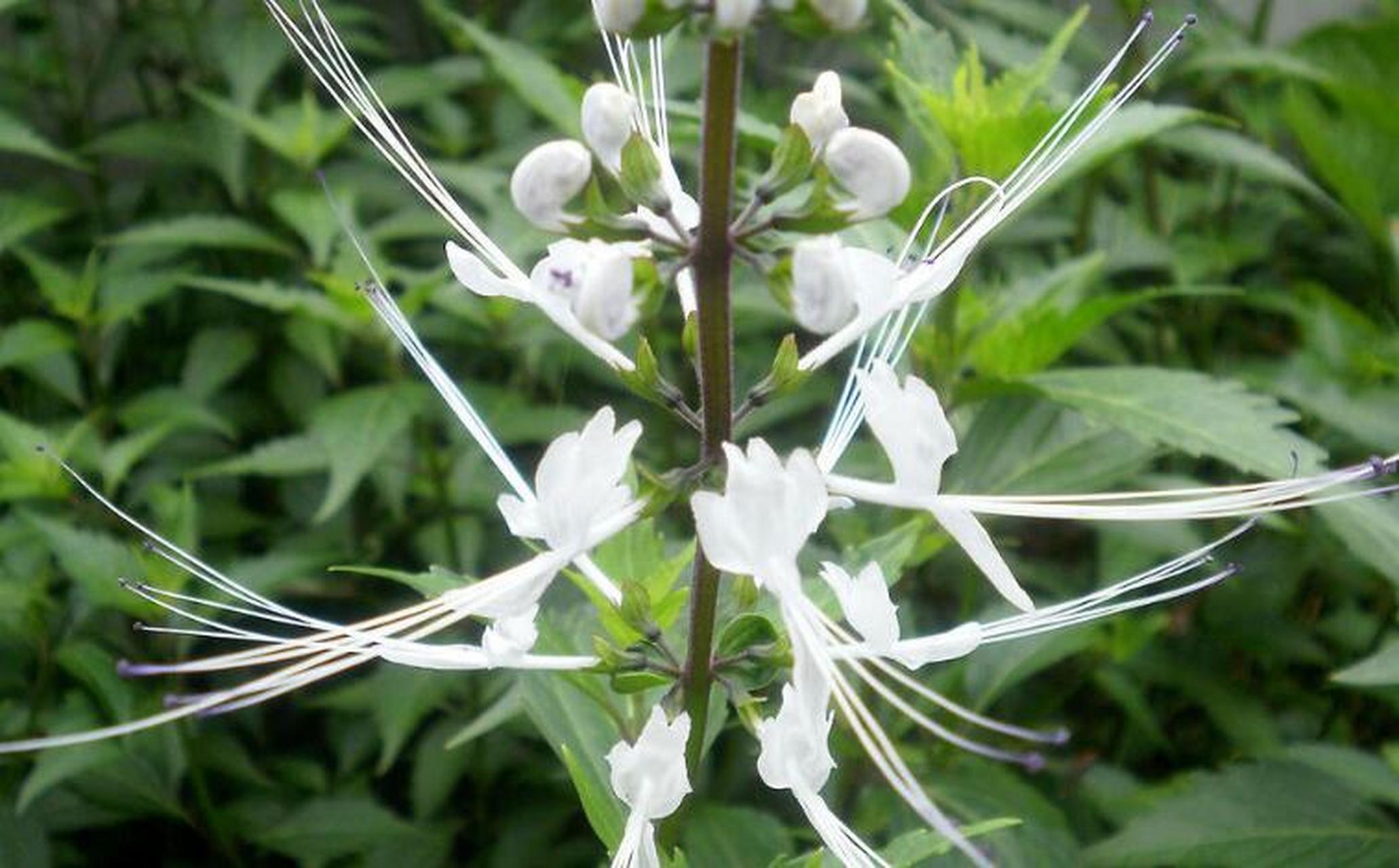 草药尿酸草图片图片