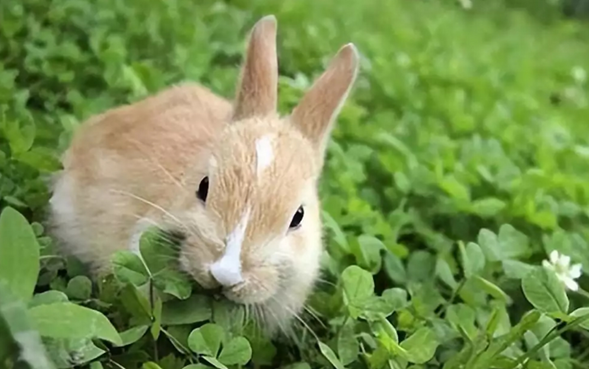 常言道"兔子不吃窝边草",其实下一句更经典,读起来却有点尴尬:"身边的