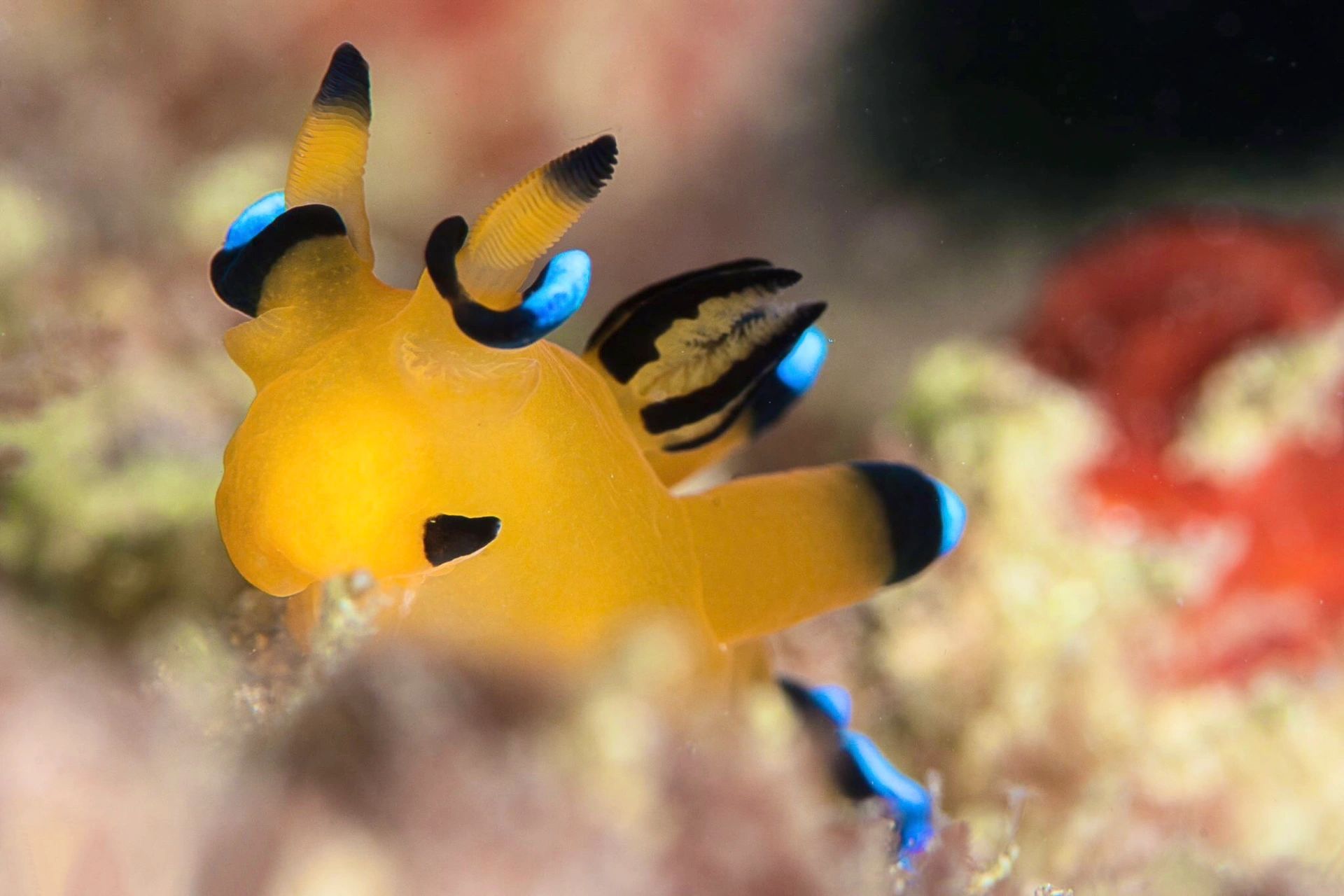 皮卡丘海兔|pika pika pikachu  7315 学名:thecacera pacifica