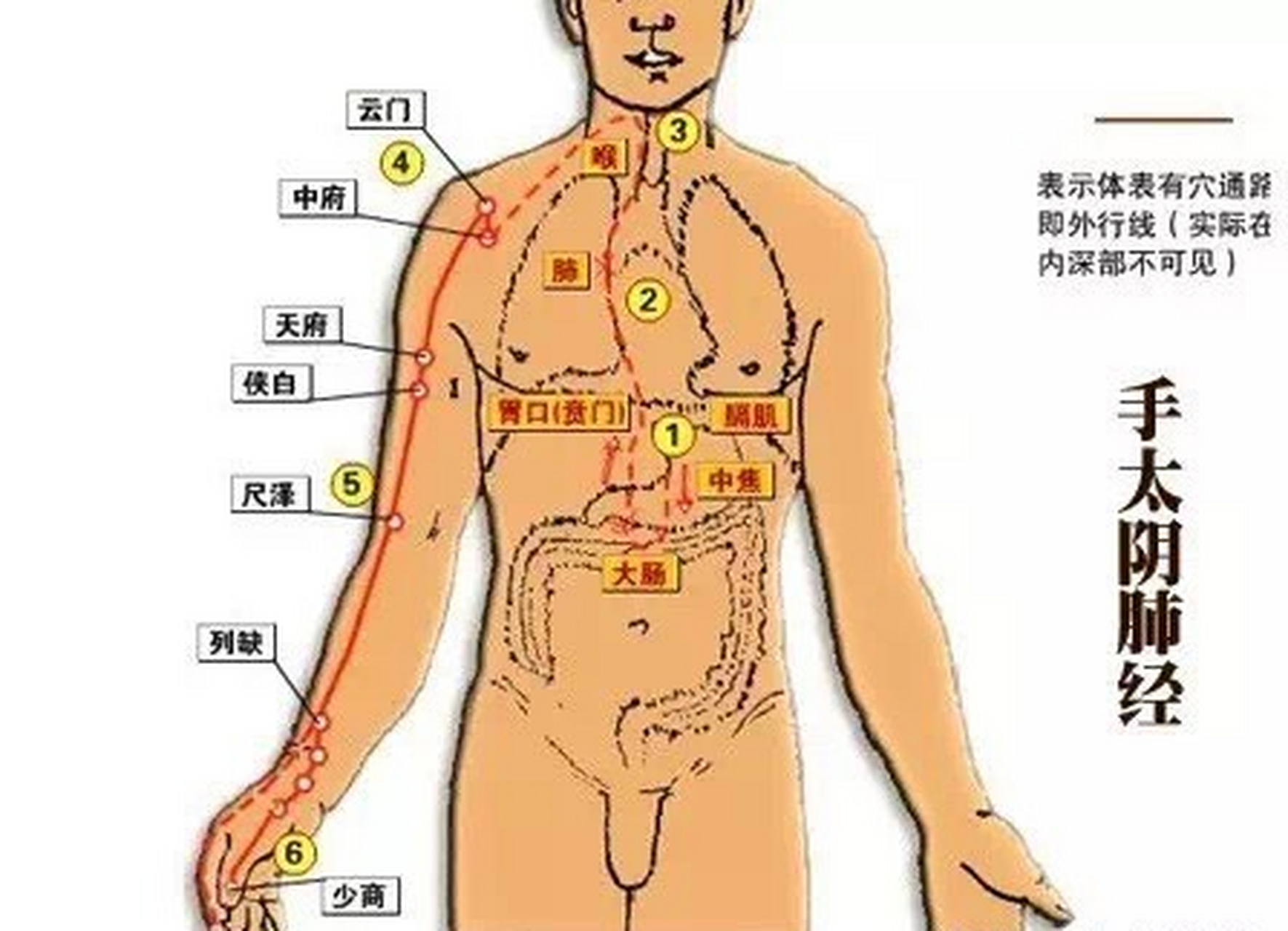 我们经常用来把脉的寸关尺,其实都在手太阴经脉上, 至于考察其他各