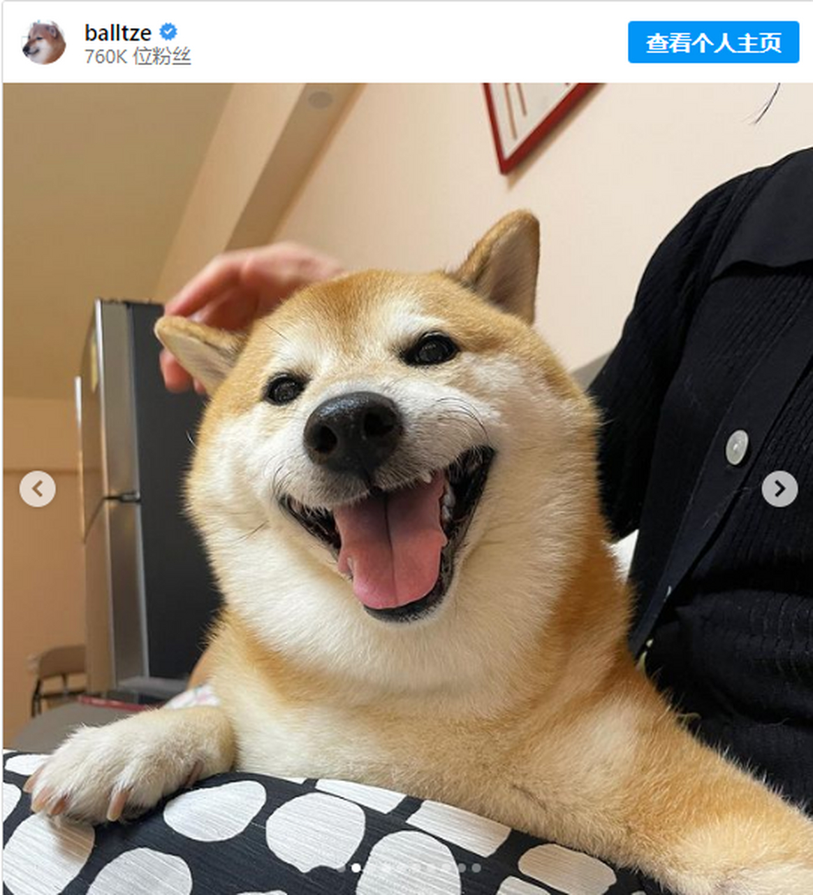 据报道,世界著名的网红狗奇姆斯 (cheems) 已去世,享年 12 岁. 这只爆