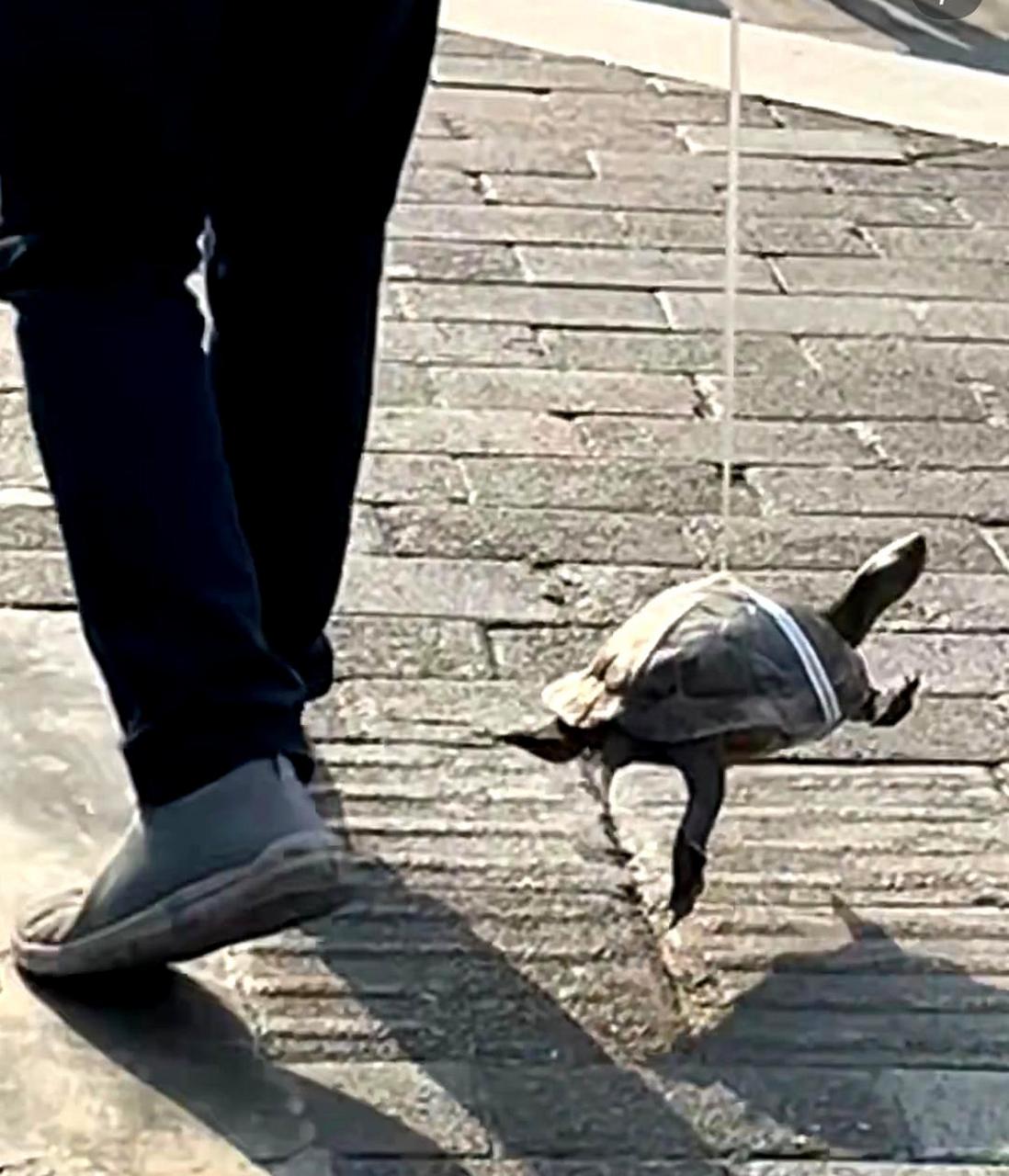 我在散步时,看到一个老人正在带着他的宠物乌龟散步.