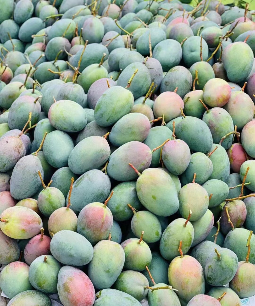 攀枝花凯特芒果,一个让你欲罢不能的水果之王95!