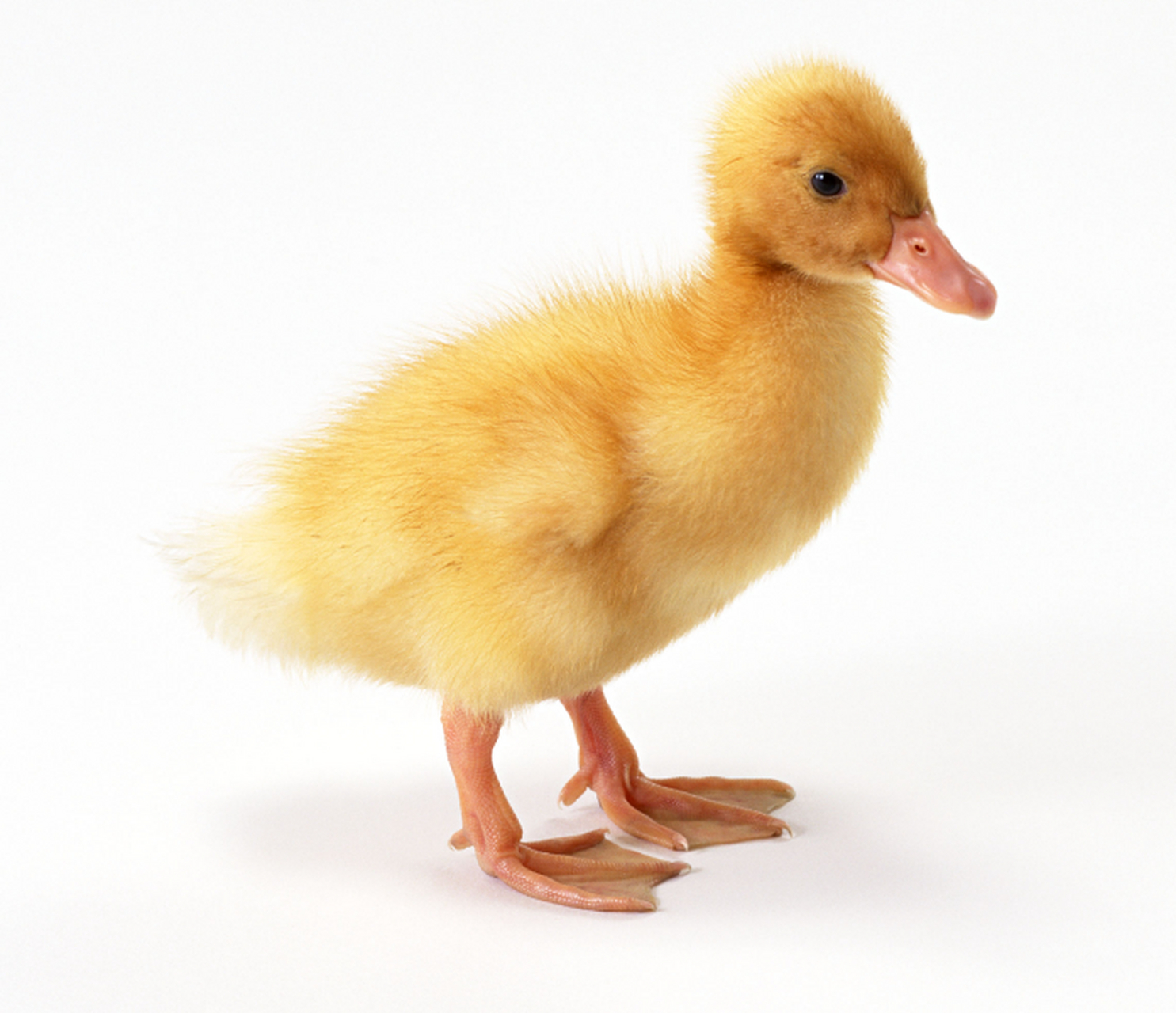 一大学毕业生带宠物小黄鸭坐火车被拒,毕业生:陪伴四年带去长沙一起