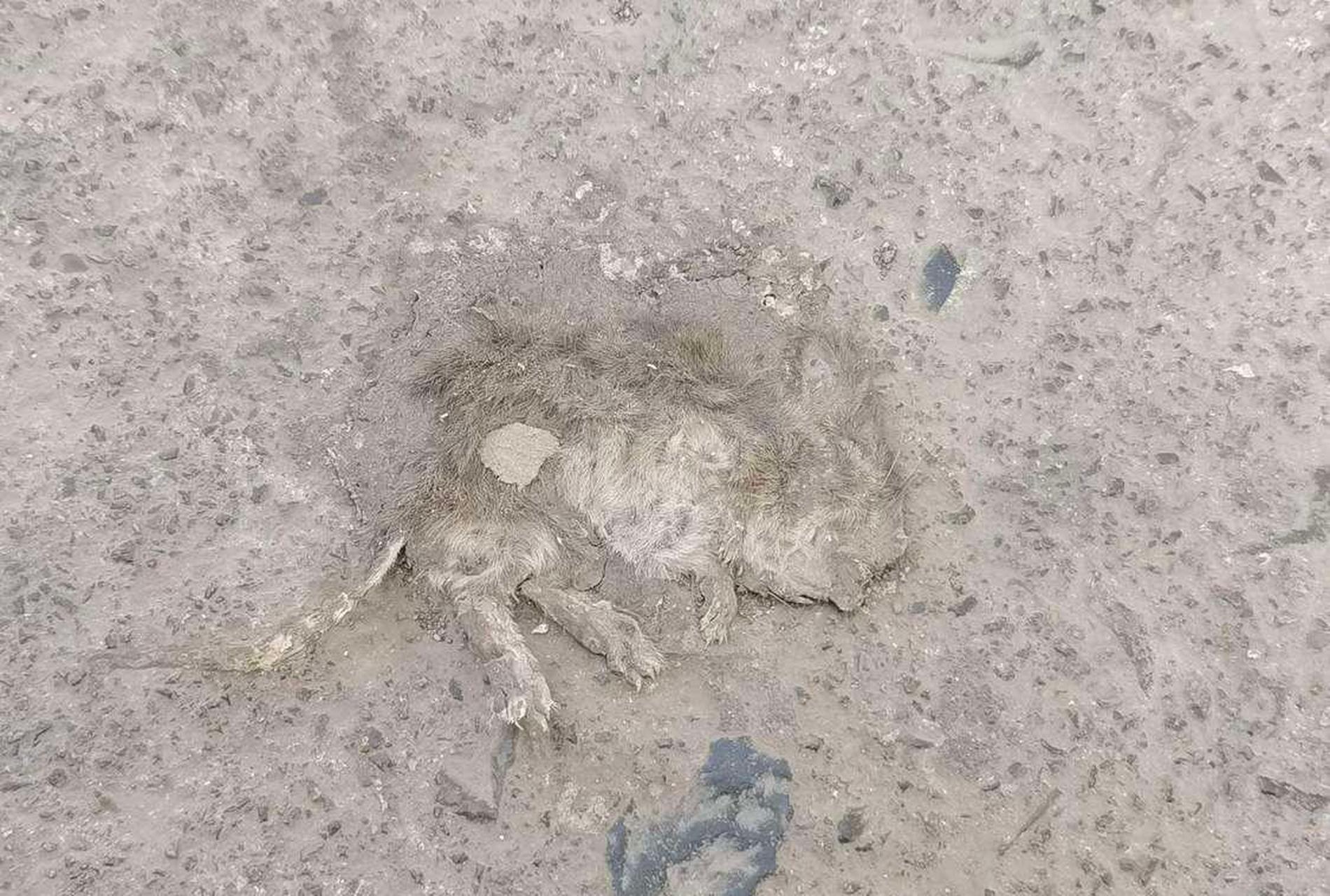 网友:这种鼠片你见过吗