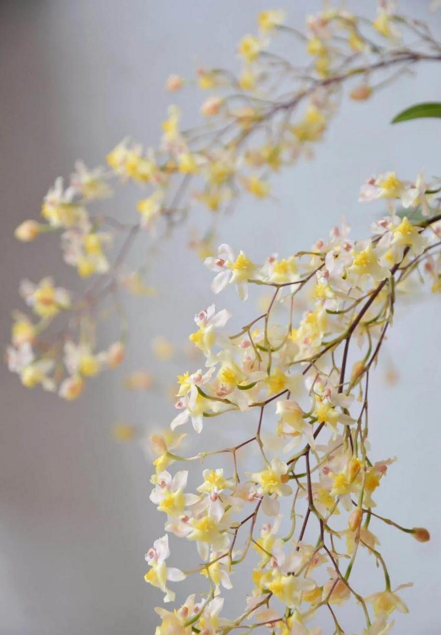 迷你文心兰"梦香"系列,有着精致迷人的小花,轻盈摇曳的姿态,甜美可口