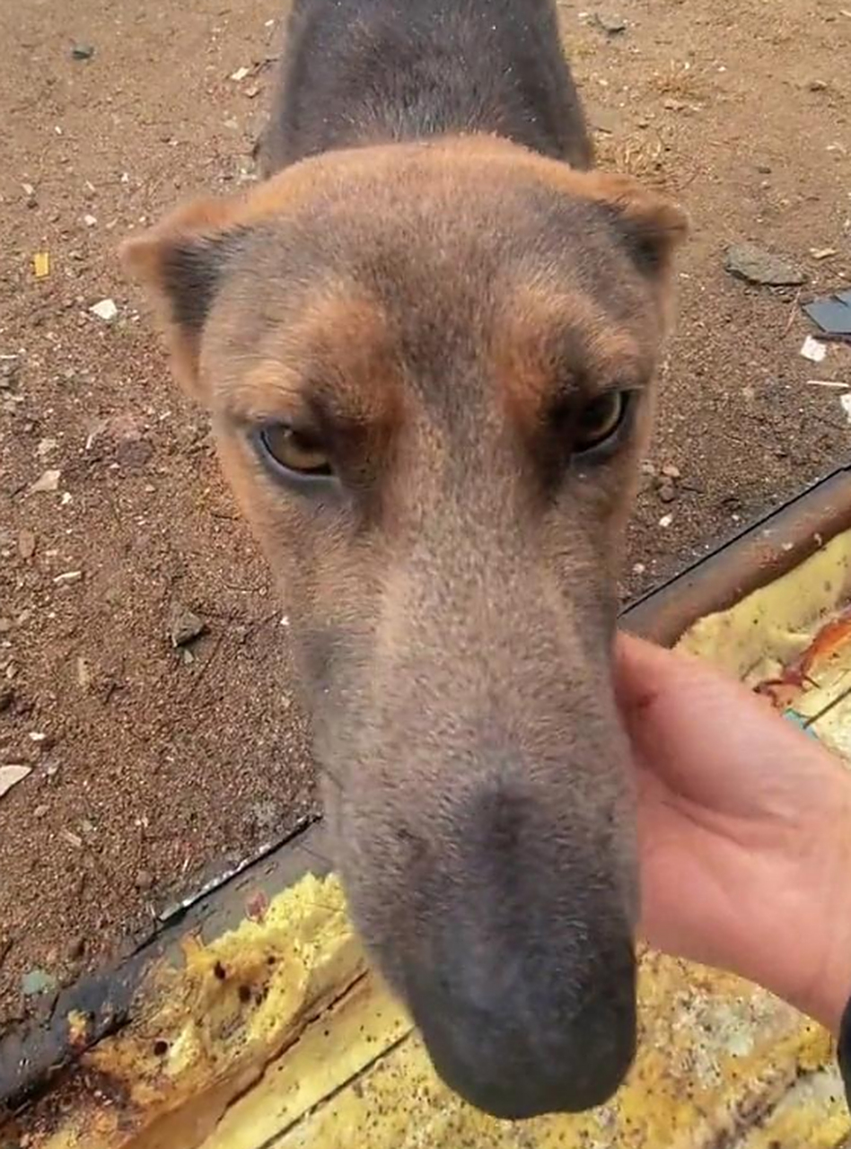 这是什么品种的狗子啊!脸怎么这么长.