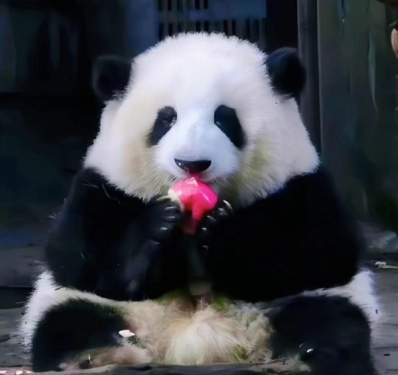 熊猫花花从小就可爱像一只糯米团子,原名和花也是最好的认的一只.