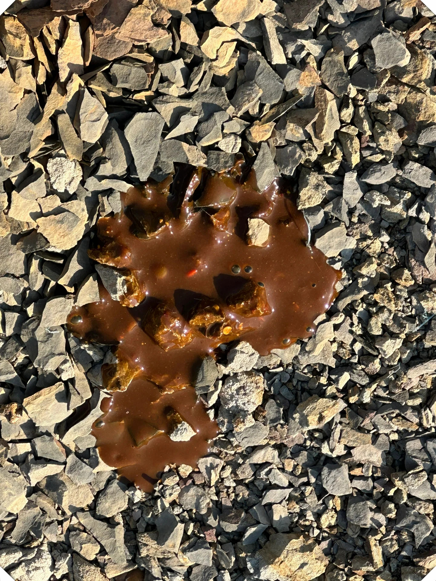 终于拉屎了!在此分享一下狗狗拉稀治疗方法