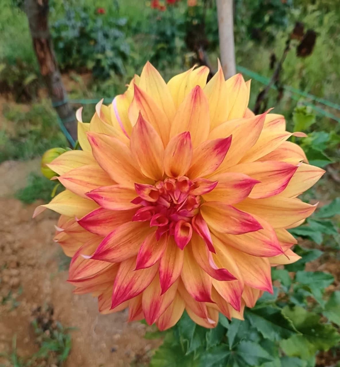 七彩大丽花,绚丽多彩.