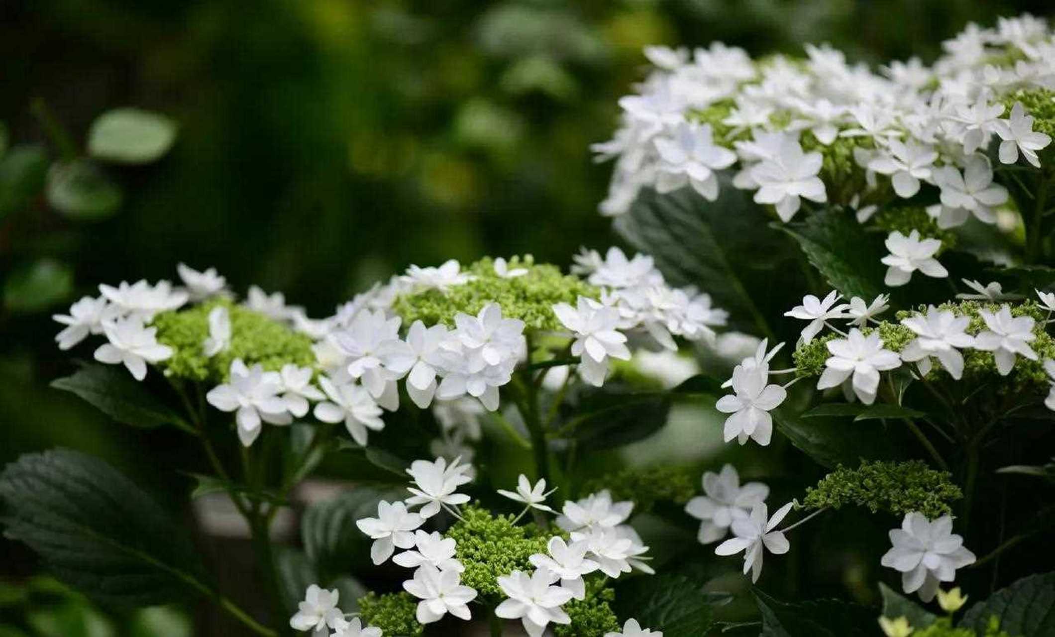 绣球白色天使,平顶款,中间的小花还没开的时候是绿色的,之后也会打开