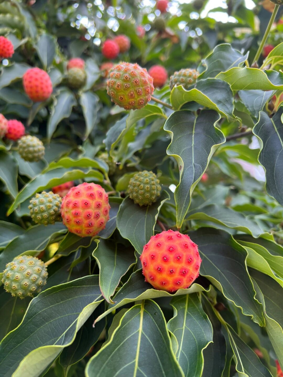 野生山荔枝树叶图片图片