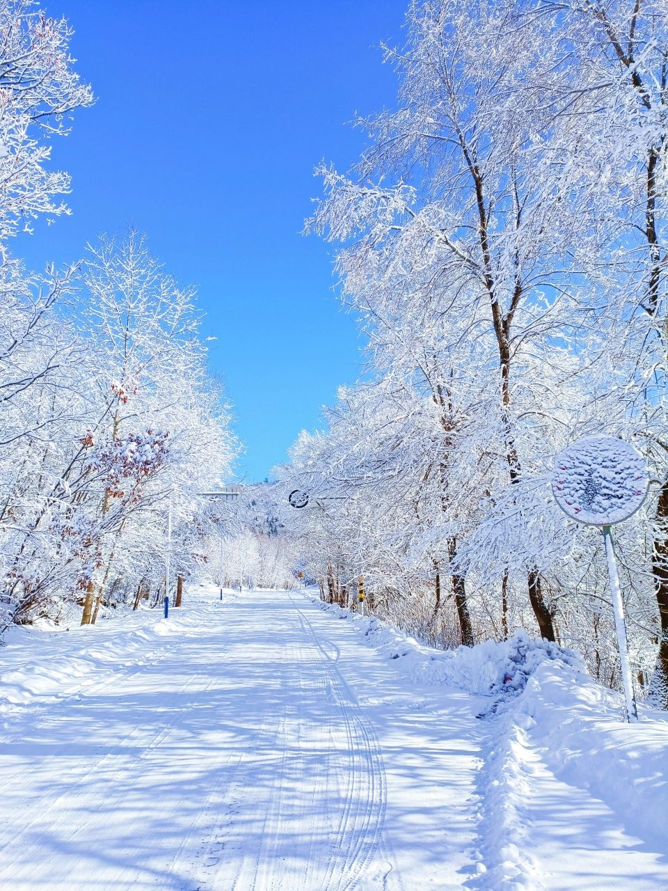 东北雪景图片竖屏壁纸图片