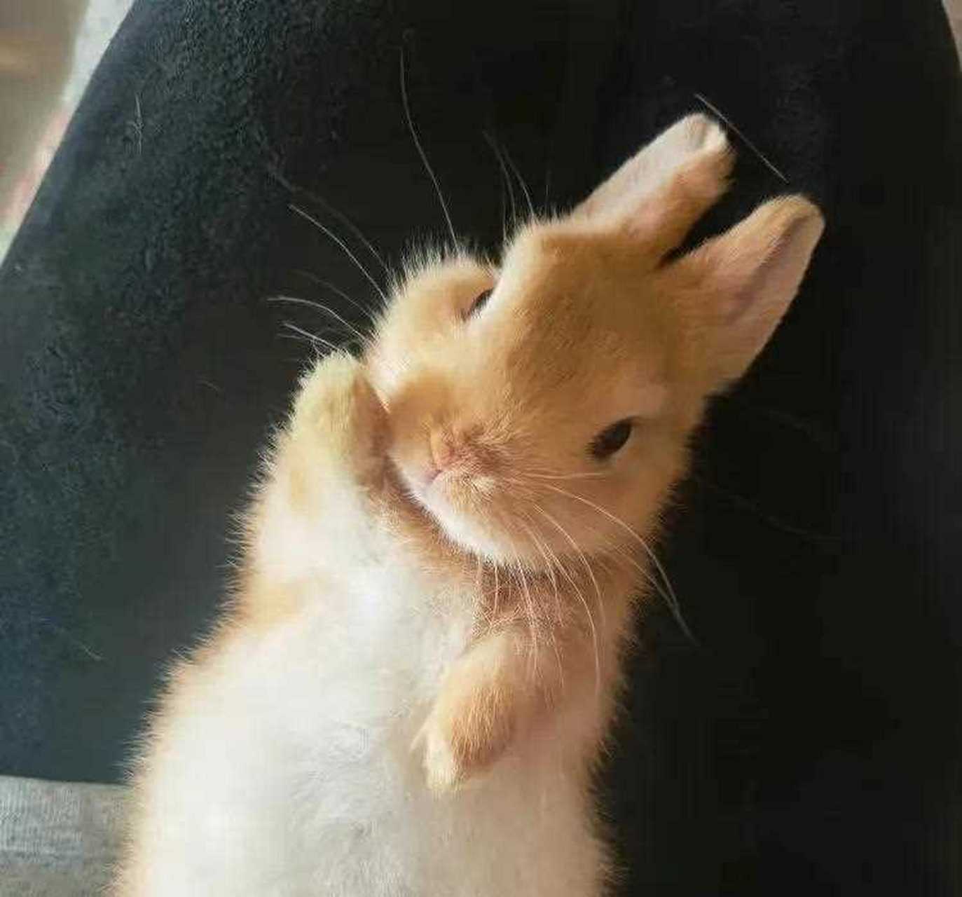 兔年来啦,分享一组可爱的兔子头像给大家!