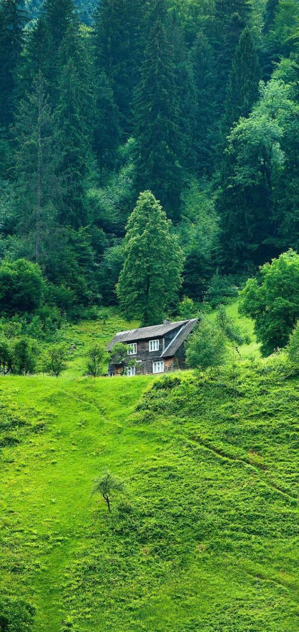 风轻云淡,岁月静好——夏季最养眼的绿色高清壁纸(珍藏版)