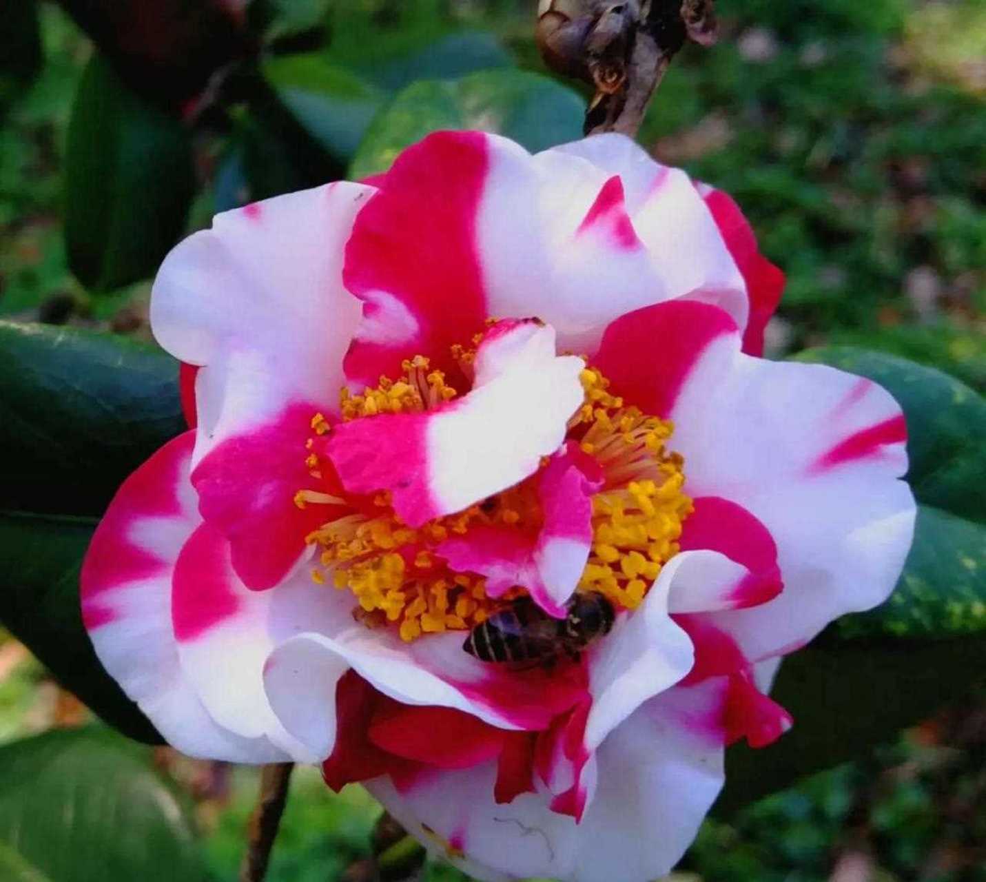 茶花～吉普赛女郎[疑问] [阴险] 美艳热烈 自由奔放  吉普赛女郎