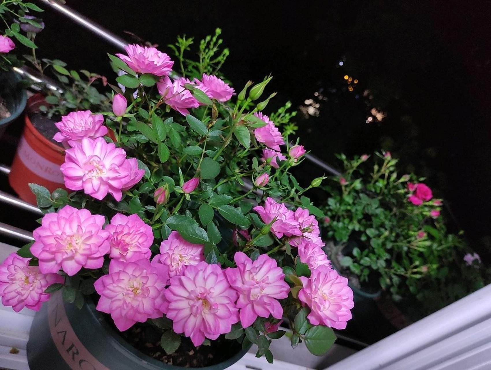 微型月季"繁星天荷",最值得拥有的品种之一,在我心目中排名前三,和