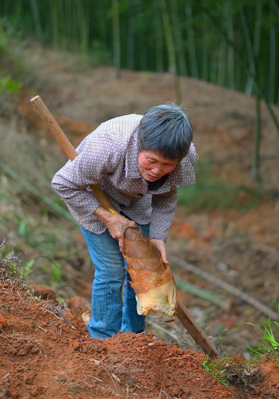 我和外婆一起挖笋,通过直播把竹笋运出了大山……#乡恋邬邬