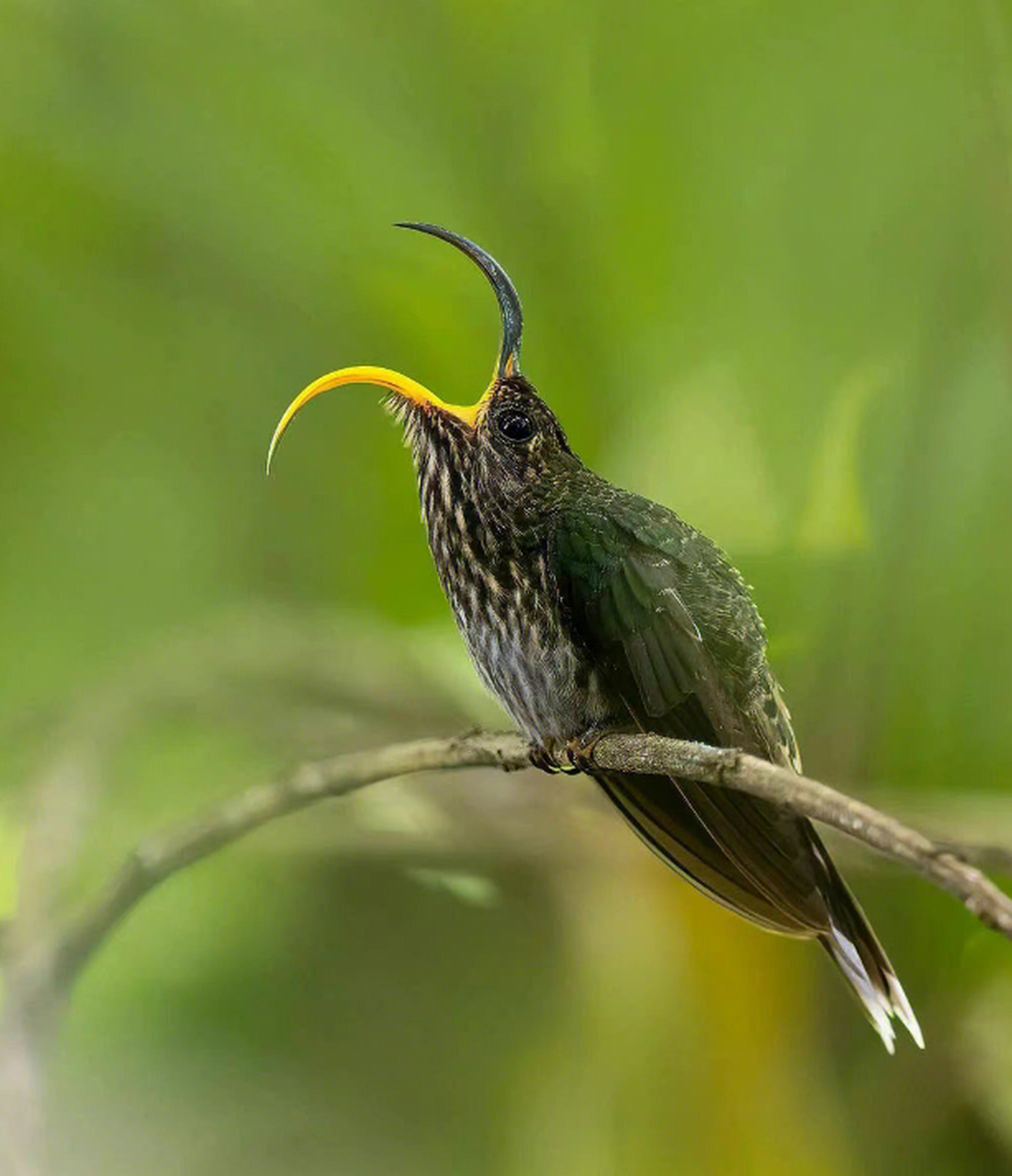 这只鸟的嘴巴,特别像我女朋友做的美甲