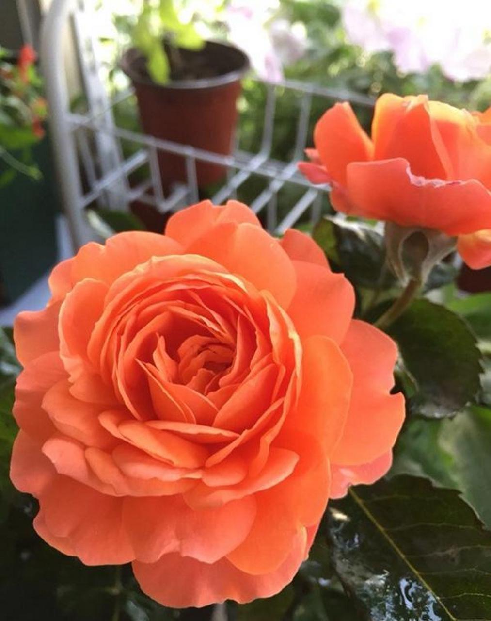 微型月季花"土星王阳台",果汁阳台的"姐妹花",专为阳台盆栽观赏而生