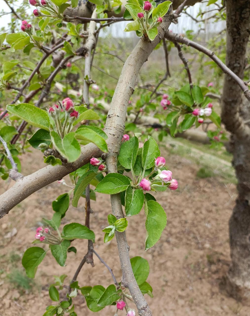 苹果树开花前的那遍药,通常也叫花露红药,我发现村里的大部分果农