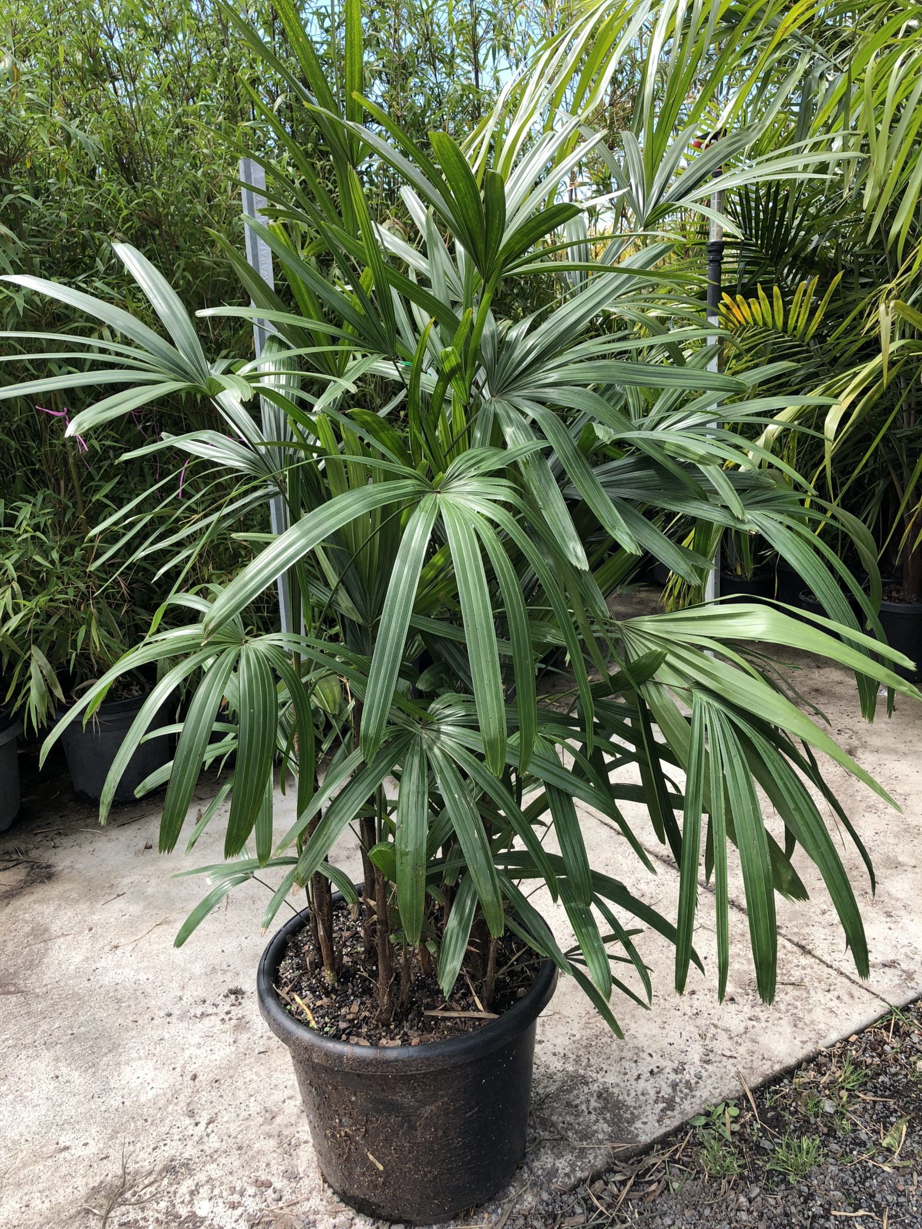 棕竹,又称为观音竹,筋斗竹,棕榈竹等,是一种非常受欢迎的室内盆栽植物