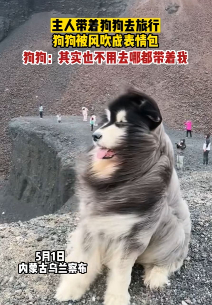 5月1日,主人带着狗狗去旅行,狗狗被风吹成表情包,狗狗:其实也不用去哪
