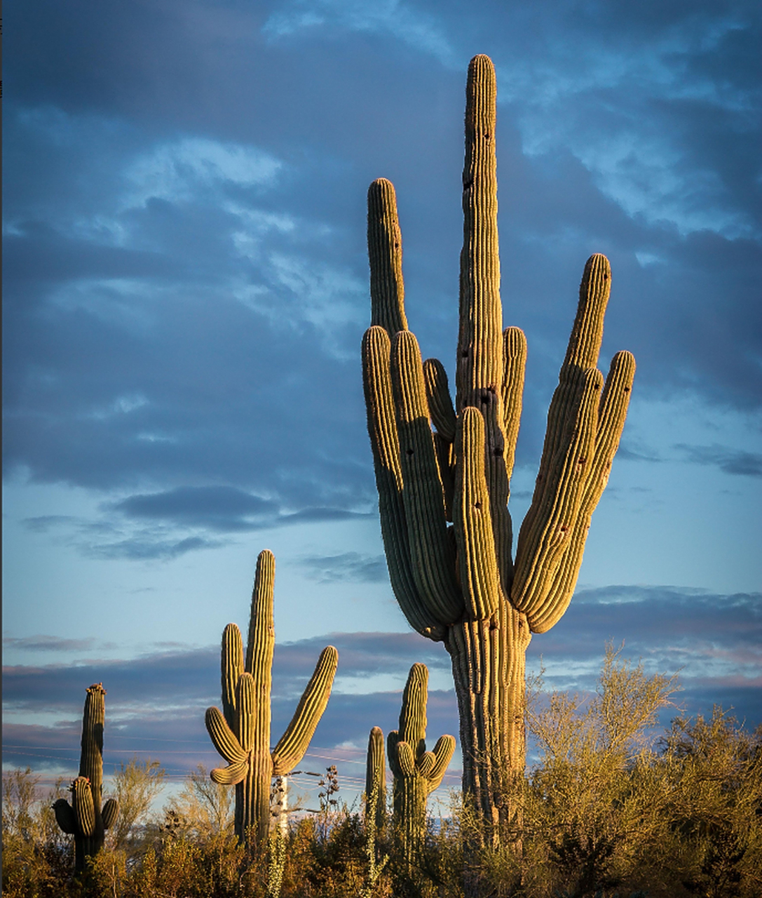 全球美景分享:索诺拉沙漠(the sonoran desert),美国和墨西哥交界.
