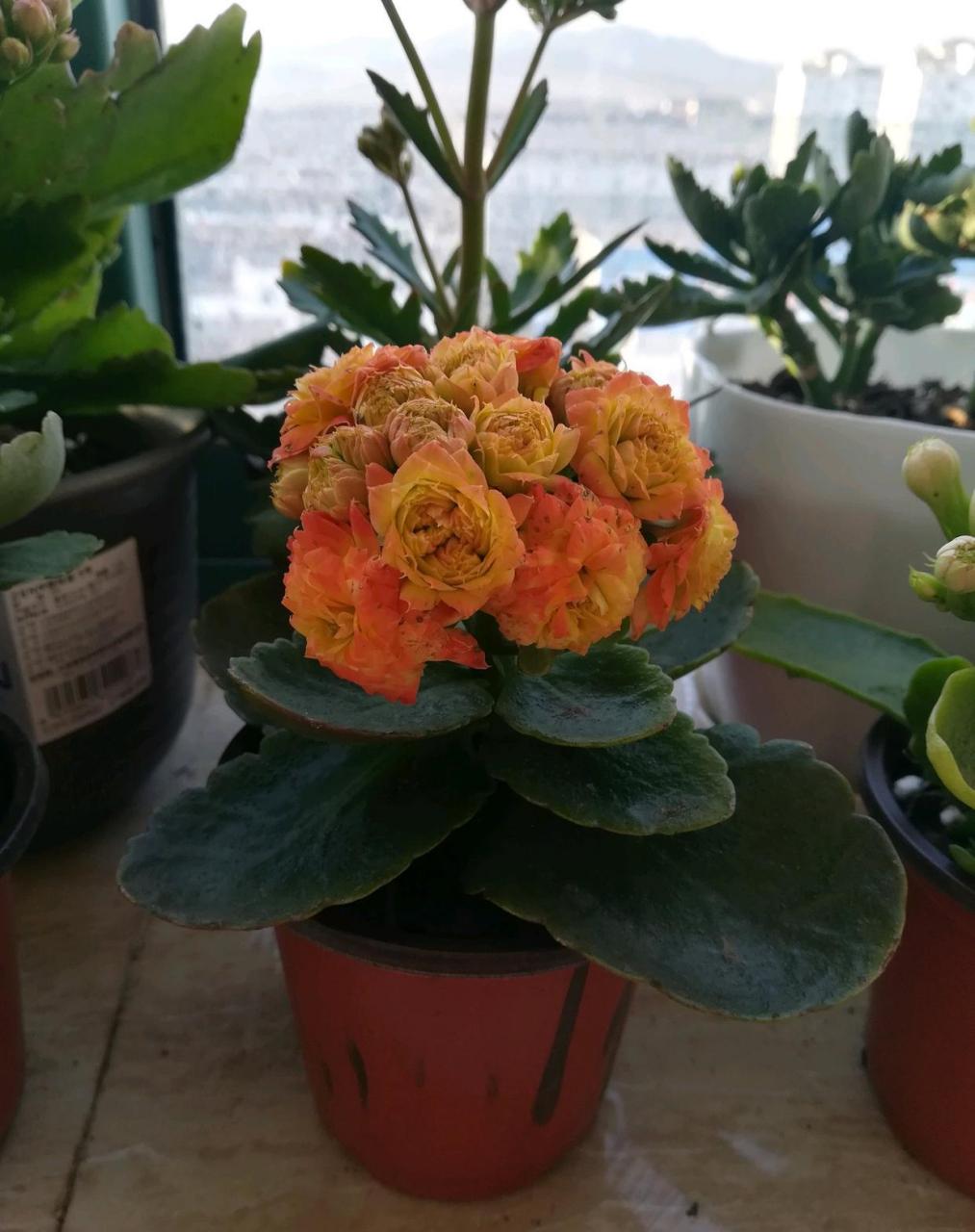 长寿花界的"巨无霸"——辛巴,植株不大,只有20多公分高,花朵却很大