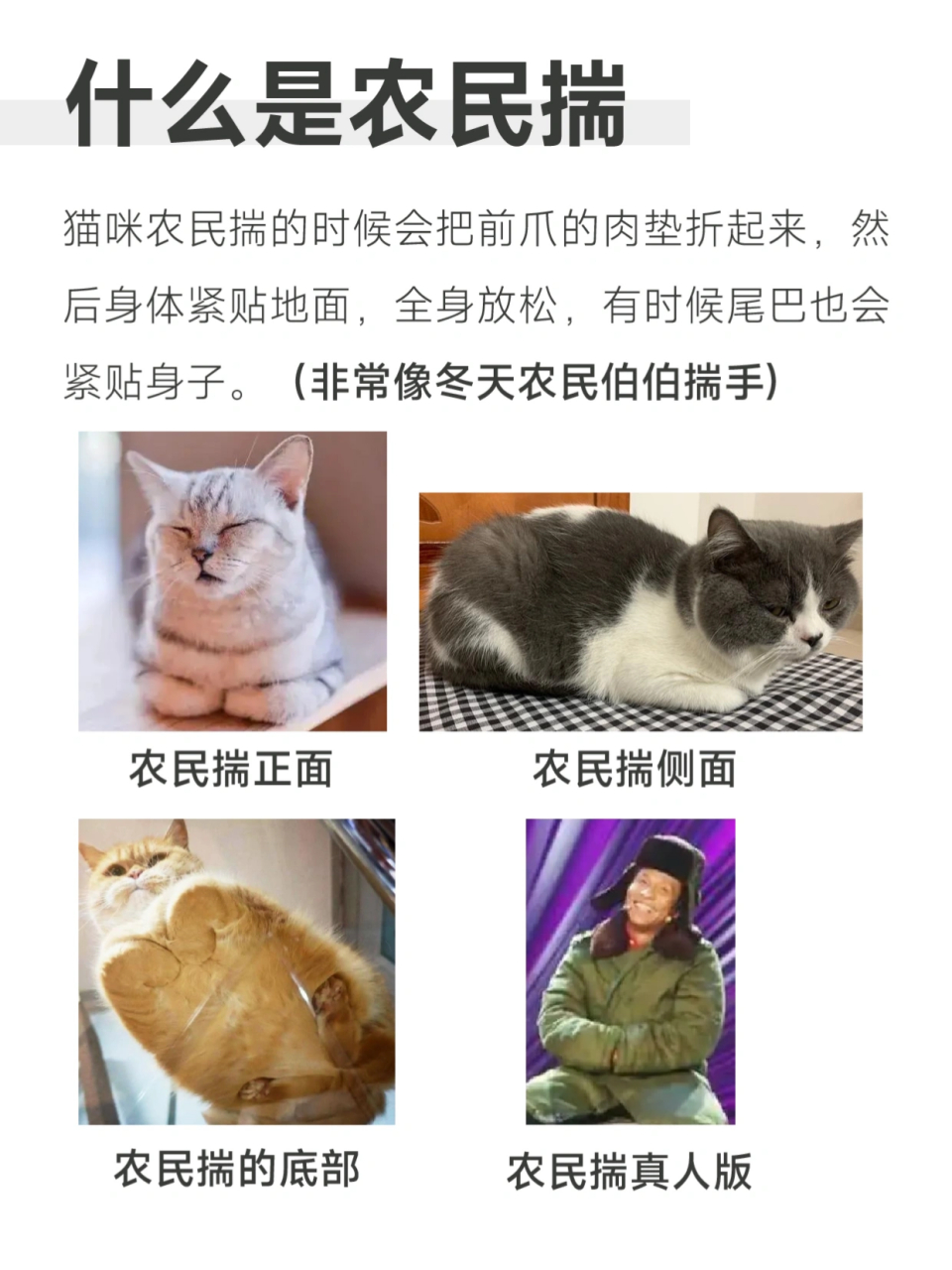 猫咪农民揣图片图片