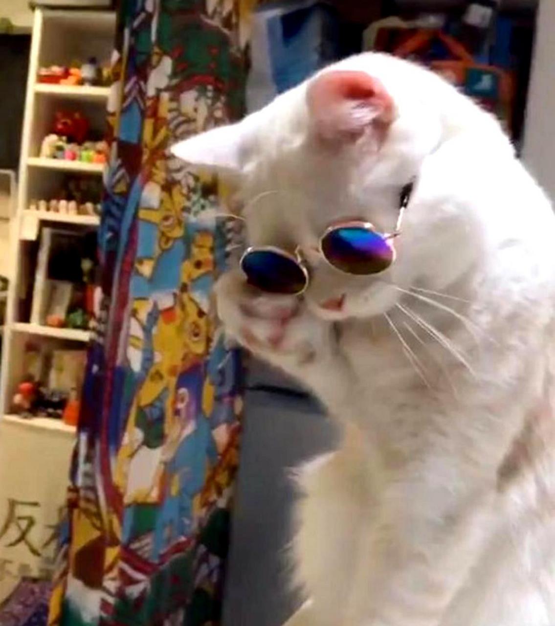 这只会自己戴眼镜的猫实在太可爱了,让人着迷.