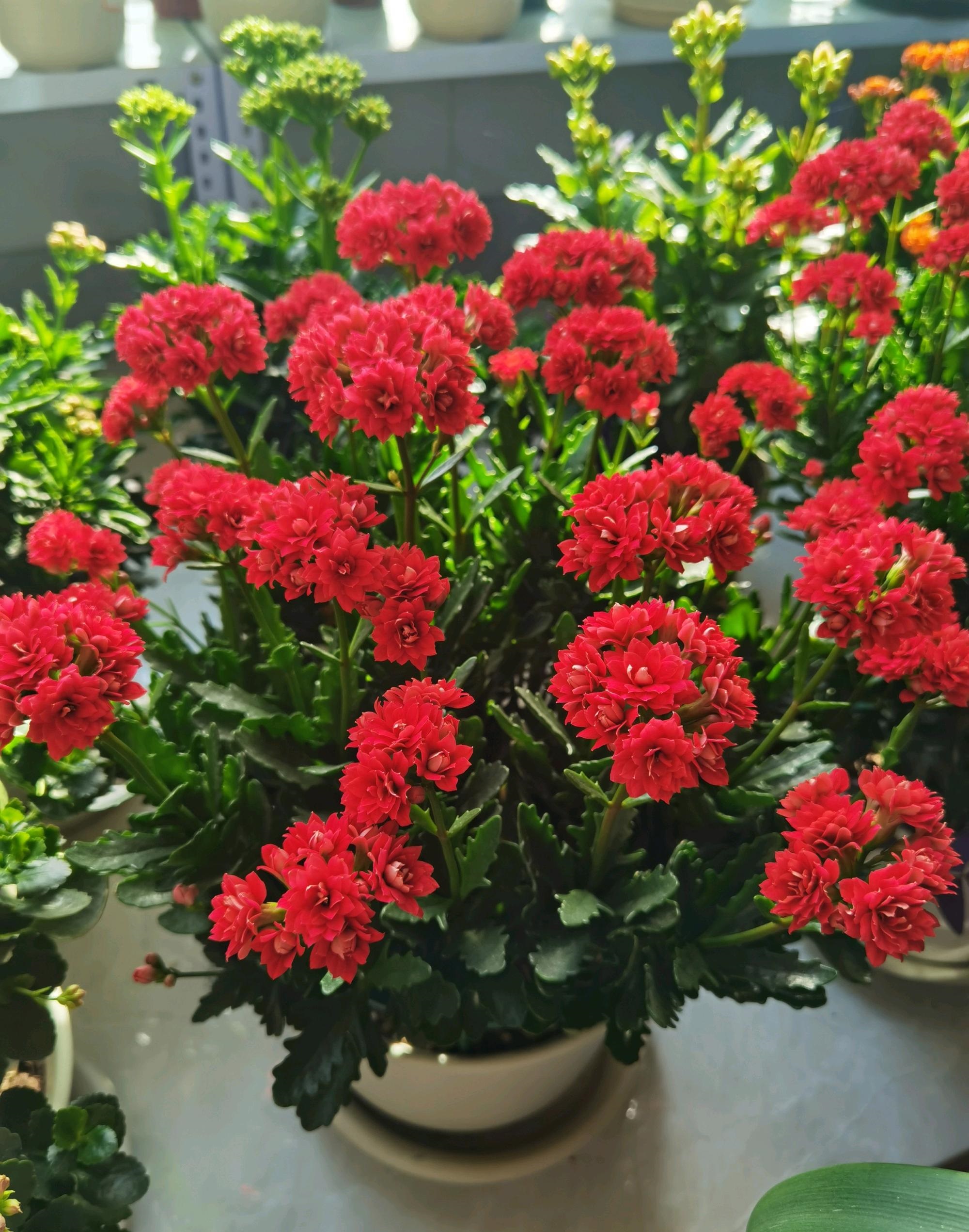 来带大家认识一款没有缺点的"完美"品种