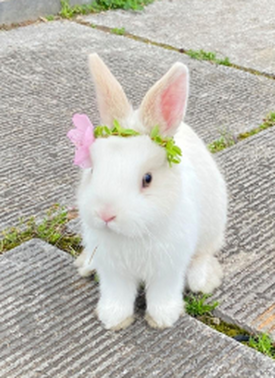 好漂亮的小兔子,白白净净的,真可爱