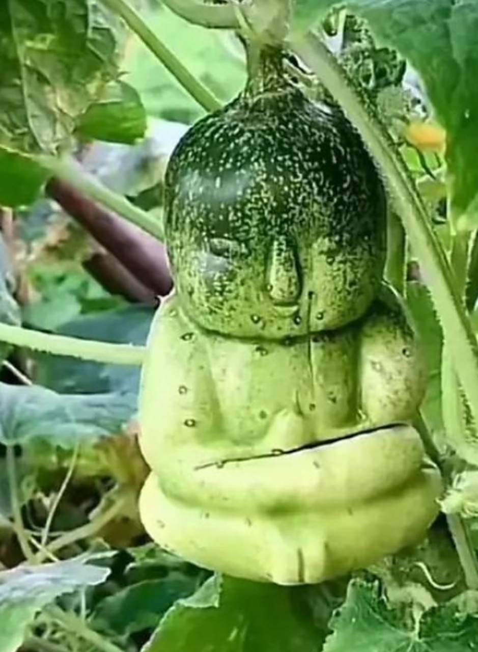 水果也越来越时尚了,这羊角蜜都走人形路线了