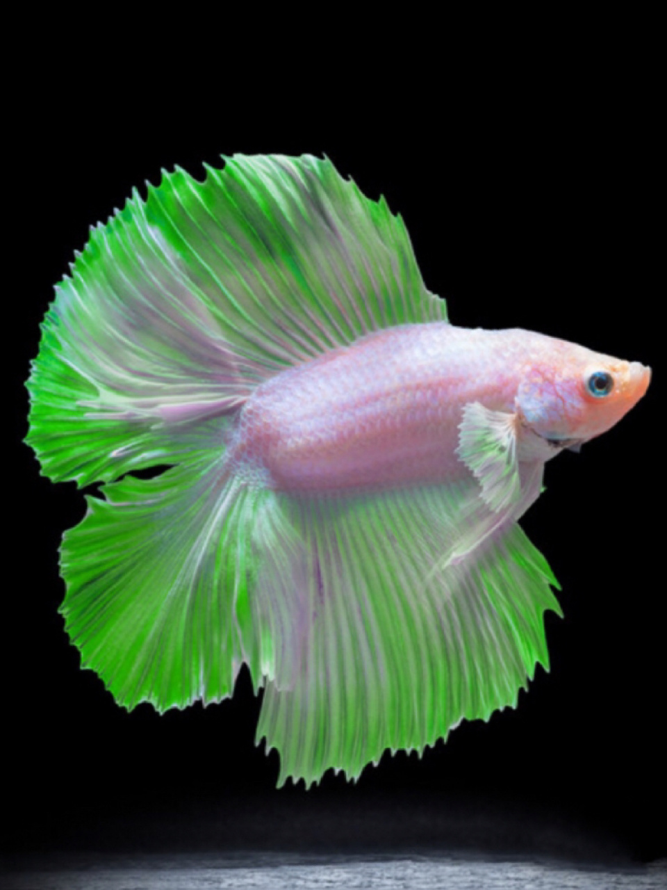 每天陪孩子一起瞧动物 名称:五彩搏鱼 别名:泰国斗鱼,暹罗斗鱼,彩雀鱼