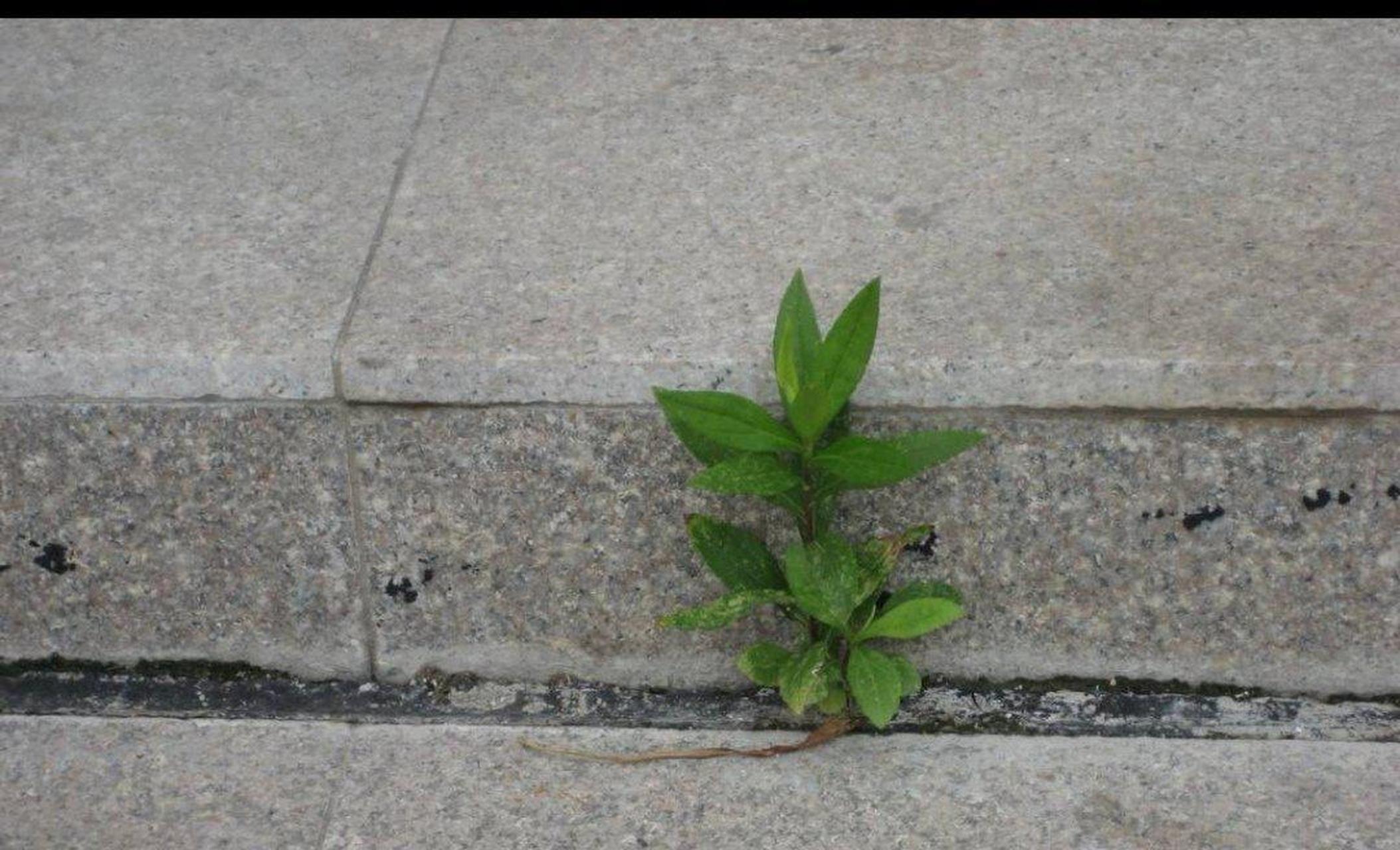 小草都能这样坚强的活着,做人为什么不能努力的活着呢? #趣图搞笑