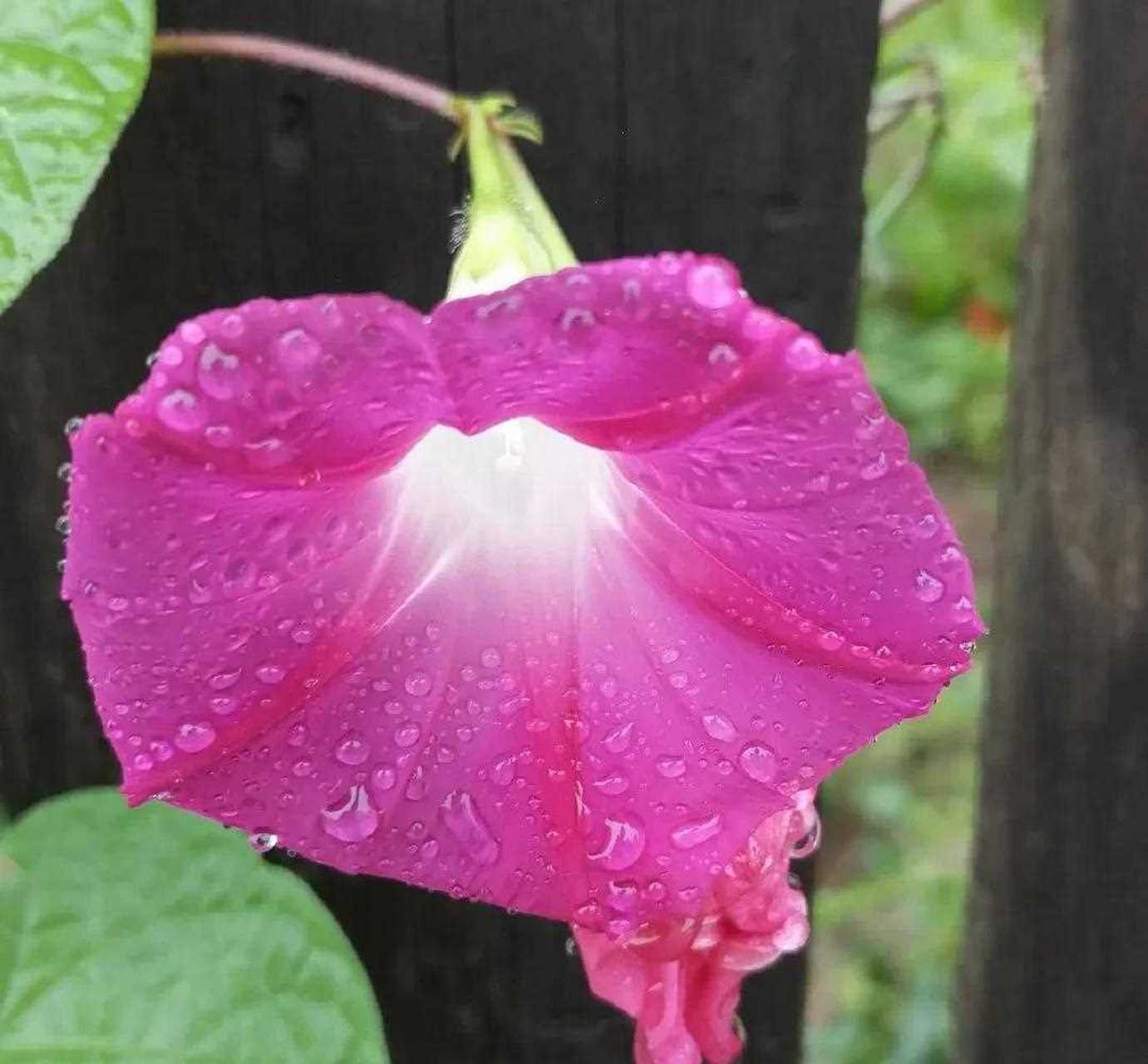 雨后的牵牛花 带着点点的雨珠[害羞] 在阳光下[委屈] 泛着彩色的光