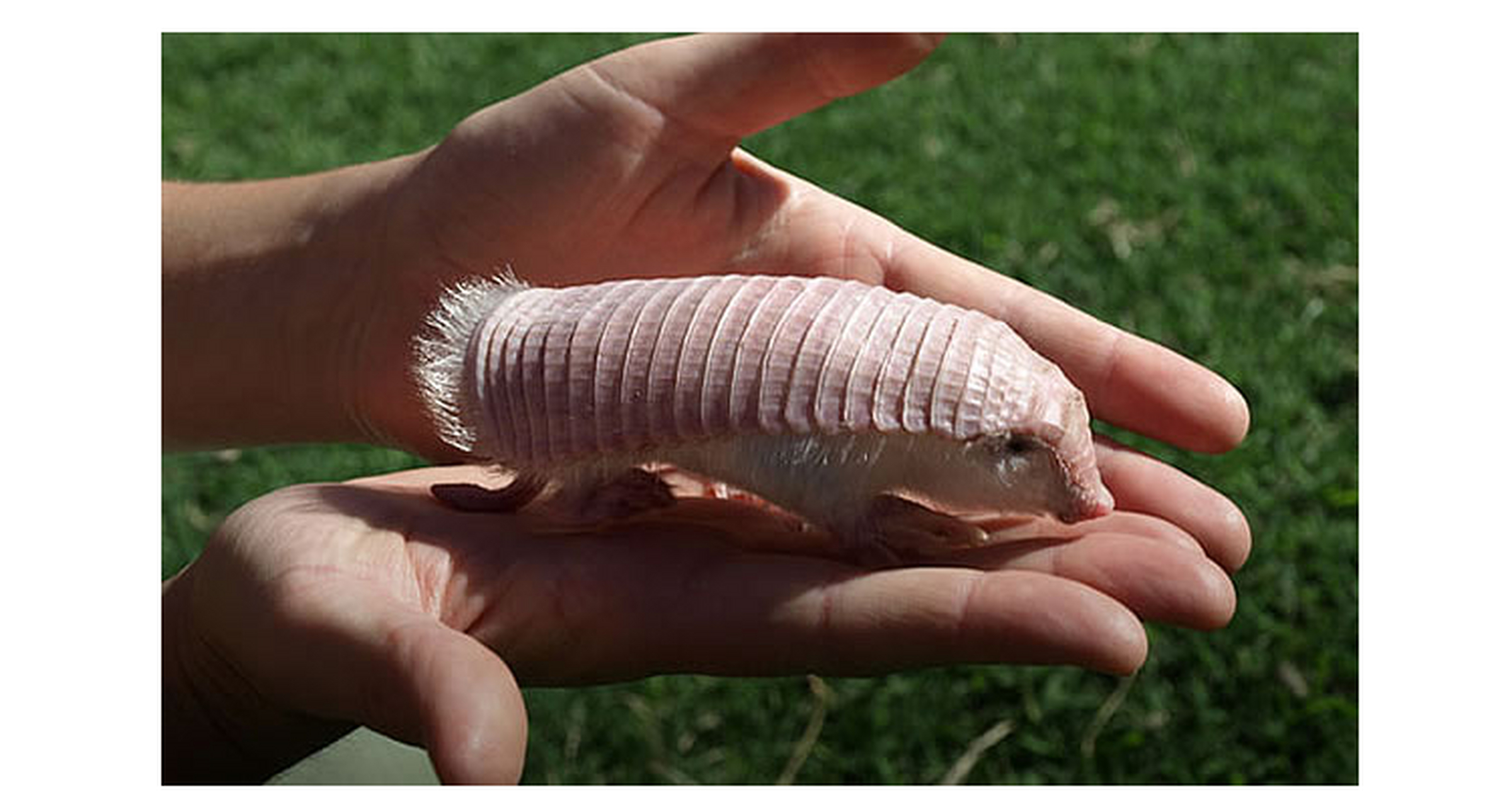 世界上最奇怪的动物 粉红犰狳.