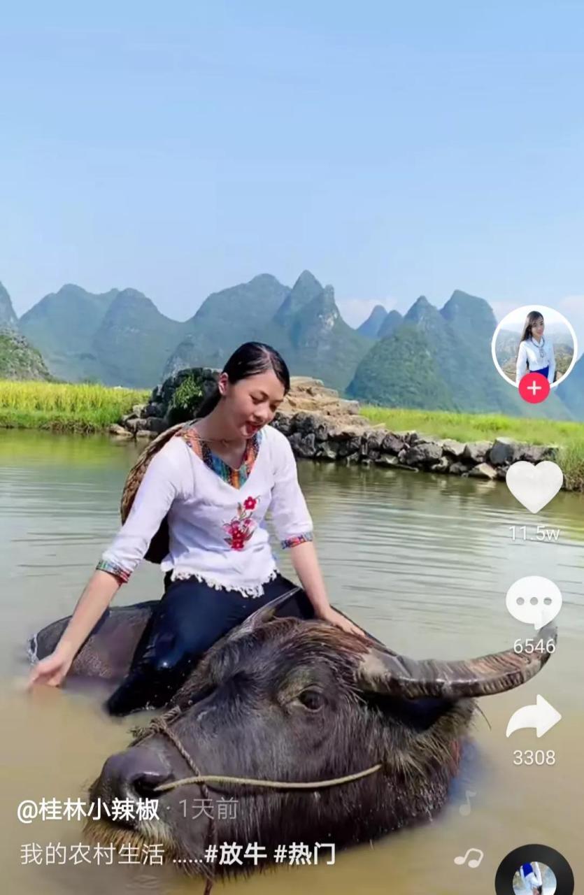 网红桂林小辣椒拍摄农村生活,骑在一头老水牛上,引起网友不适.